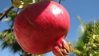 Granátové jablko, lahůdka z jihu Evropy